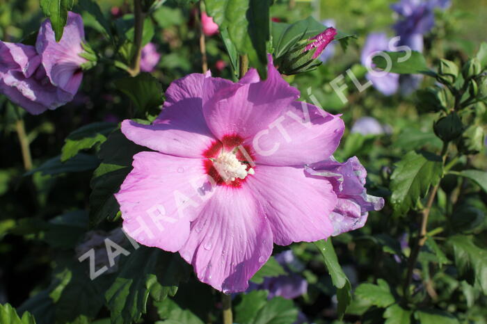 Ibišek syrský 'Pink Flirt' - Hibiscus syriacus 'Pink Flirt'