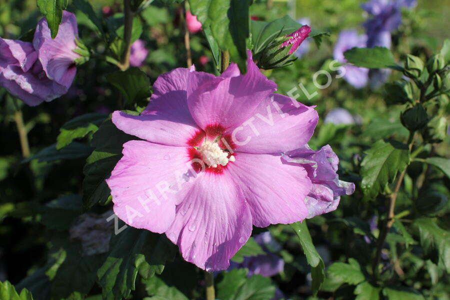 Ibišek syrský 'Pink Flirt' - Hibiscus syriacus 'Pink Flirt'