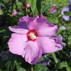 Ibišek syrský 'Pink Flirt' - Hibiscus syriacus 'Pink Flirt'