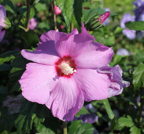 Ibišek syrský 'Pink Flirt' - Hibiscus syriacus 'Pink Flirt'