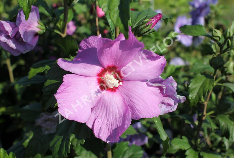 Ibišek syrský 'Pink Flirt' - Hibiscus syriacus 'Pink Flirt'