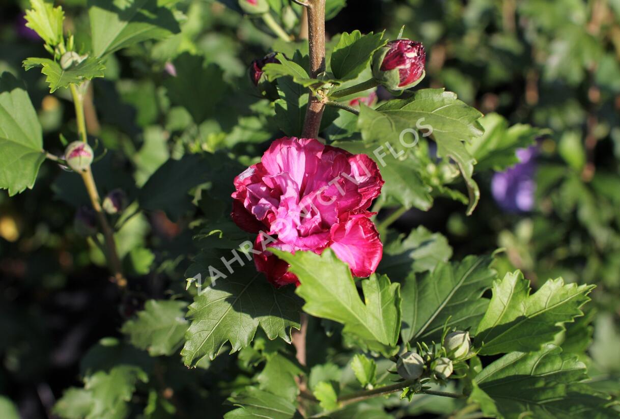 Ibišek syrský 'Duc de Brabant' - Hibiscus syriacus 'Duc de Brabant'