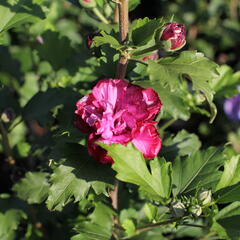 Ibišek syrský 'Duc de Brabant' - Hibiscus syriacus 'Duc de Brabant'