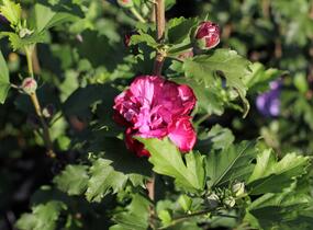 Ibišek syrský 'Duc de Brabant' - Hibiscus syriacus 'Duc de Brabant'