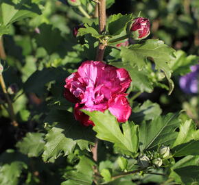 Ibišek syrský 'Duc de Brabant' - Hibiscus syriacus 'Duc de Brabant'