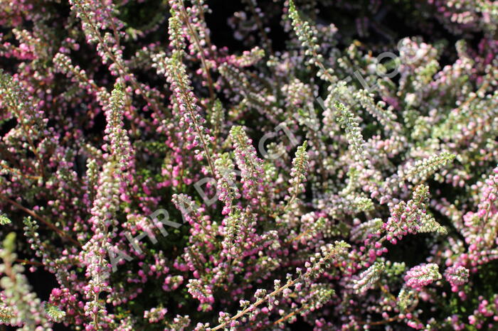 Vřes obecný 'Jana' - Calluna vulgaris 'Jana'