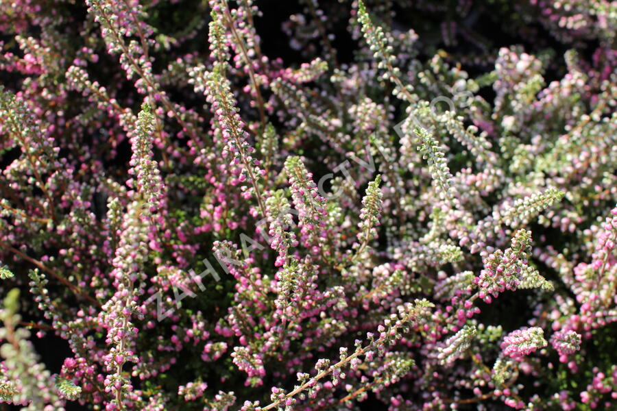 Vřes obecný 'Jana' - Calluna vulgaris 'Jana'