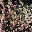 Vřes obecný 'Jana' - Calluna vulgaris 'Jana'