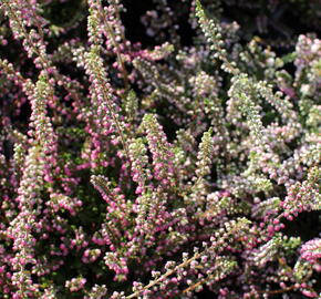 Vřes obecný 'Jana' - Calluna vulgaris 'Jana'