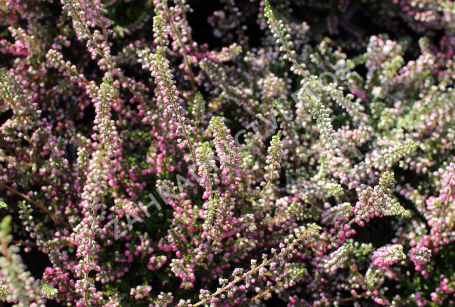 Vřes obecný 'Jana' - Calluna vulgaris 'Jana'