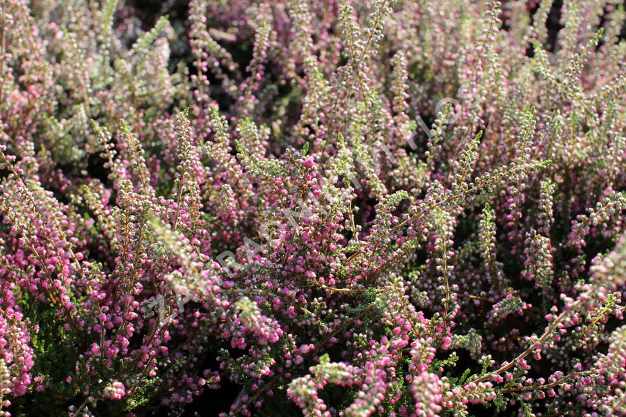 Vřes obecný 'Jana' - Calluna vulgaris 'Jana'