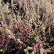 Vřes obecný 'Jana' - Calluna vulgaris 'Jana'