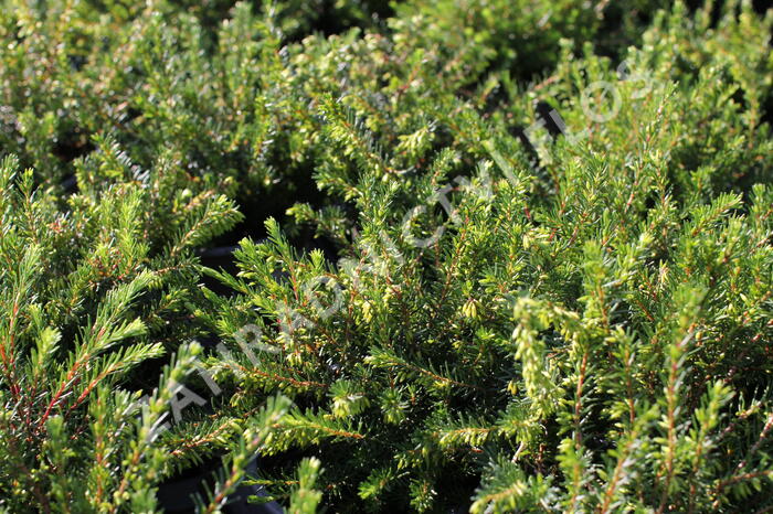 Vřesovec darlejský 'Spring Surprise' - Erica darleyensis 'Spring Surprise'