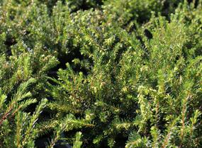 Vřesovec darlejský 'Spring Surprise' - Erica darleyensis 'Spring Surprise'