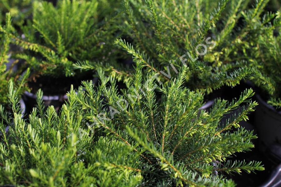 Vřesovec darlejský 'Snow Surprise' - Erica darleyensis 'Snow Surprise'