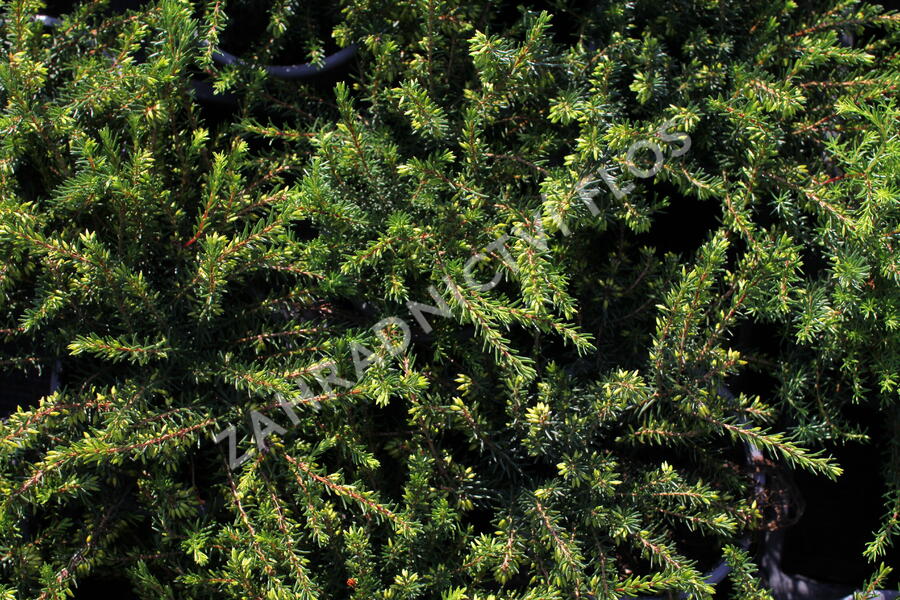 Vřesovec darlejský 'Snow Surprise' - Erica darleyensis 'Snow Surprise'