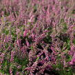 Vřes obecný 'Eckart Miessner' - Calluna vulgaris 'Eckart Miessner'