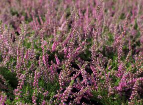 Vřes obecný 'Eckart Miessner' - Calluna vulgaris 'Eckart Miessner'