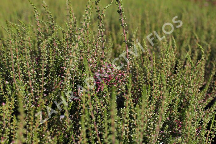 Vřes obecný 'Angie' (Garden girls®) - Calluna vulgaris 'Angie' (Garden girls®)