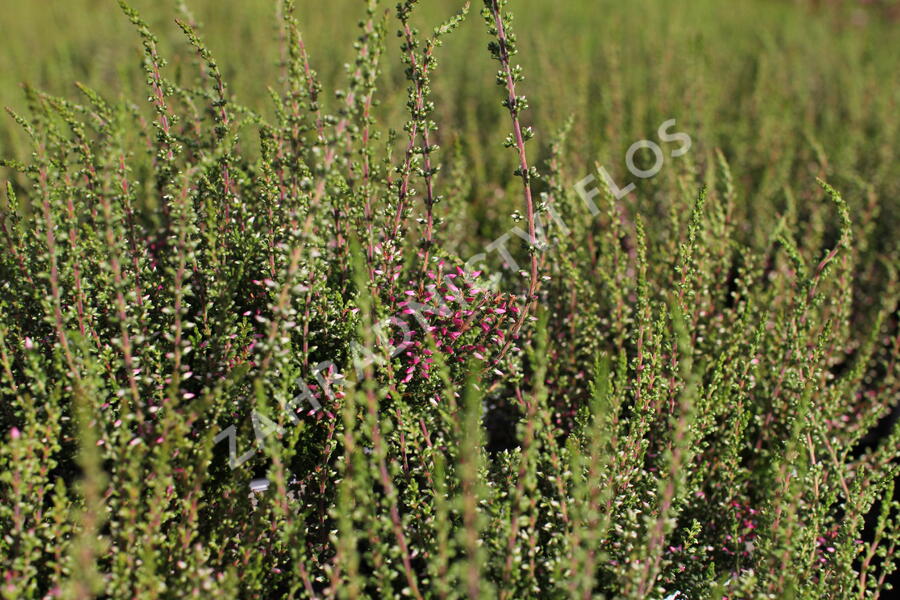 Vřes obecný 'Angie' (Garden girls®) - Calluna vulgaris 'Angie' (Garden girls®)