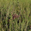 Vřes obecný 'Angie' (Garden girls®) - Calluna vulgaris 'Angie' (Garden girls®)