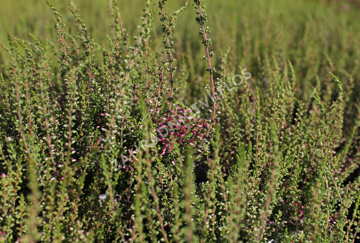 Vřes obecný 'Angie' (Garden girls®) - Calluna vulgaris 'Angie' (Garden girls®)