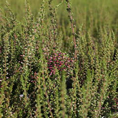 Vřes obecný 'Angie' (Garden girls®) - Calluna vulgaris 'Angie' (Garden girls®)