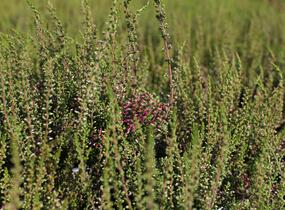 Vřes obecný 'Angie' (Garden girls®) - Calluna vulgaris 'Angie' (Garden girls®)