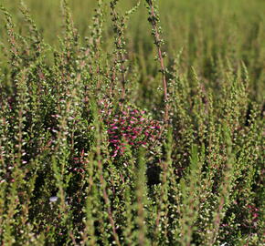 Vřes obecný 'Angie' (Garden girls®) - Calluna vulgaris 'Angie' (Garden girls®)