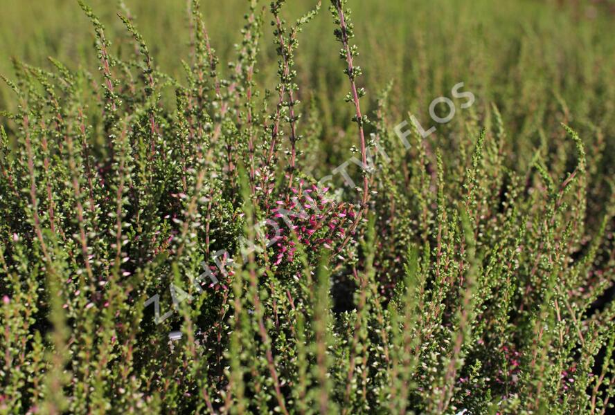 Vřes obecný 'Angie' (Garden girls®) - Calluna vulgaris 'Angie' (Garden girls®)