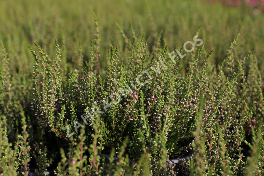 Vřes obecný 'Angie' (Garden girls®) - Calluna vulgaris 'Angie' (Garden girls®)