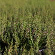 Vřes obecný 'Angie' (Garden girls®) - Calluna vulgaris 'Angie' (Garden girls®)