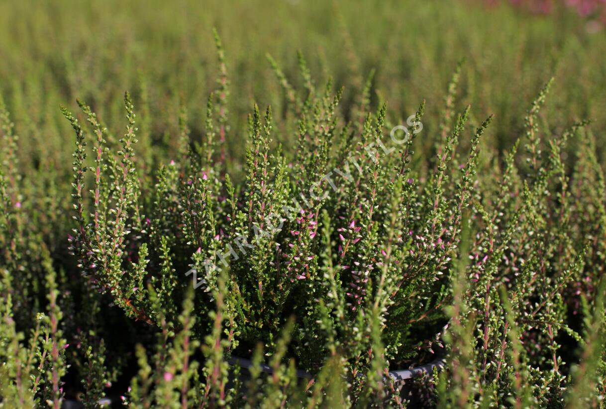 Vřes obecný 'Angie' (Garden girls®) - Calluna vulgaris 'Angie' (Garden girls®)