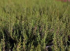 Vřes obecný 'Angie' (Garden girls®) - Calluna vulgaris 'Angie' (Garden girls®)