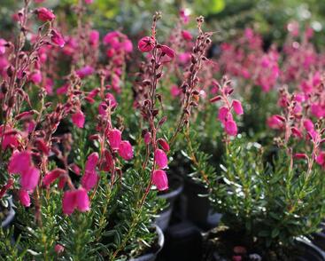 Dabécie kantabrijská, Irský vřes 'Angelina'