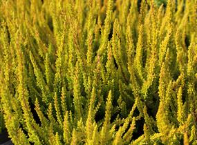 Vřes obecný (Sunset girls®) 'Zoe' - Calluna vulgaris (Sunset girls®) 'Zoe'