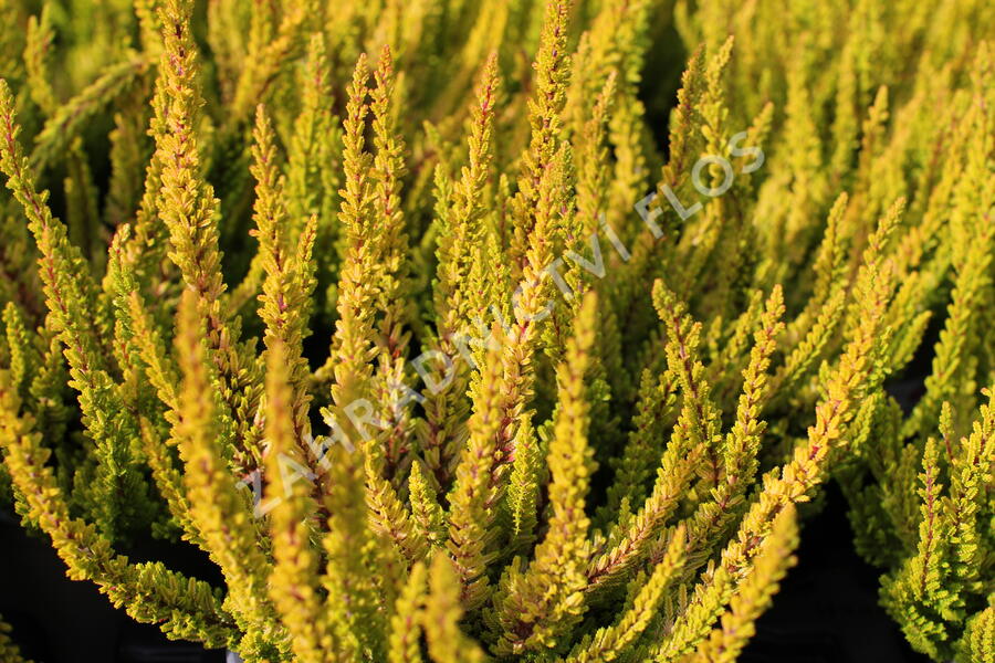 Vřes obecný (Sunset girls®) 'Zoe' - Calluna vulgaris (Sunset girls®) 'Zoe'