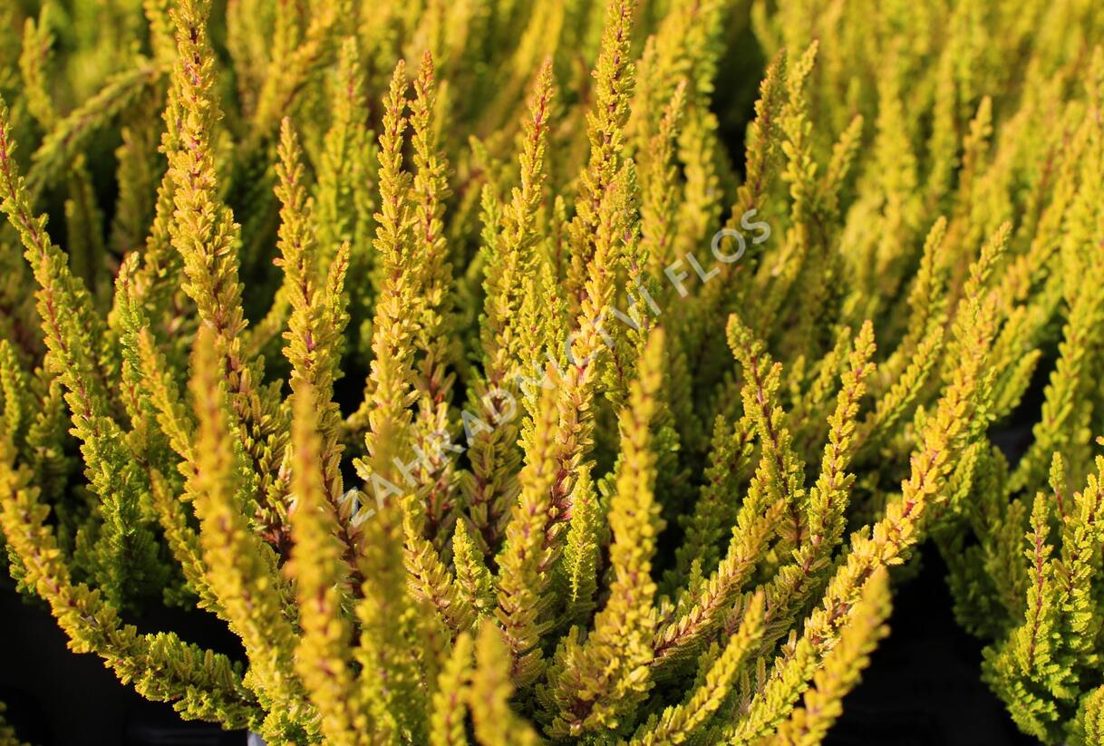 Vřes obecný (Sunset girls®) 'Zoe' - Calluna vulgaris (Sunset girls®) 'Zoe'