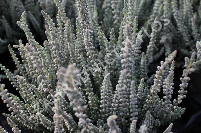 Vřes obecný (Sunset girls®) 'Fluffy' - Calluna vulgaris (Sunset girls®) 'Fluffy'