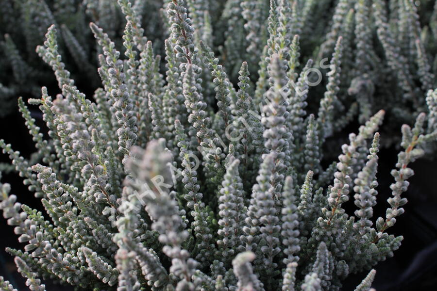 Vřes obecný (Sunset girls®) 'Zilly' - Calluna vulgaris (Sunset girls®) 'Zilly'
