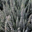 Vřes obecný (Sunset girls®) 'Zilly' - Calluna vulgaris (Sunset girls®) 'Zilly'