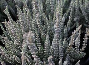Vřes obecný (Sunset girls®) 'Zilly' - Calluna vulgaris (Sunset girls®) 'Zilly'
