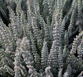 Vřes obecný (Sunset girls®) 'Fluffy' - Calluna vulgaris (Sunset girls®) 'Fluffy'