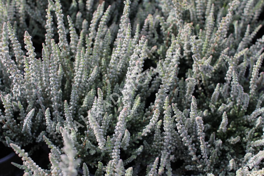 Vřes obecný (Sunset girls®) 'Zilly' - Calluna vulgaris (Sunset girls®) 'Zilly'