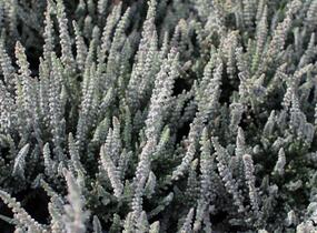 Vřes obecný (Sunset girls®) 'Zilly' - Calluna vulgaris (Sunset girls®) 'Zilly'