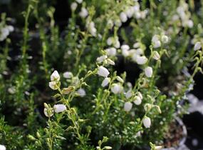 Dabécie kantabrijská, Irský vřes 'Alberta White' - Daboecia cantabrica 'Alberta White'