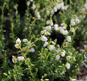 Dabécie kantabrijská, Irský vřes 'Alberta White' - Daboecia cantabrica 'Alberta White'