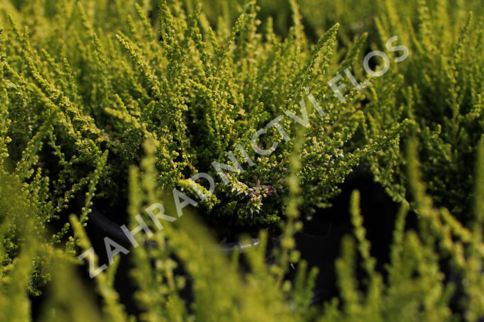 Vřes obecný 'Golden Angie' (Garden girls®) - Calluna vulgaris 'Golden Angie' (Garden girls®)