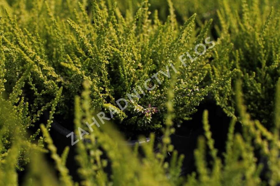 Vřes obecný 'Golden Angie' (Garden girls®) - Calluna vulgaris 'Golden Angie' (Garden girls®)