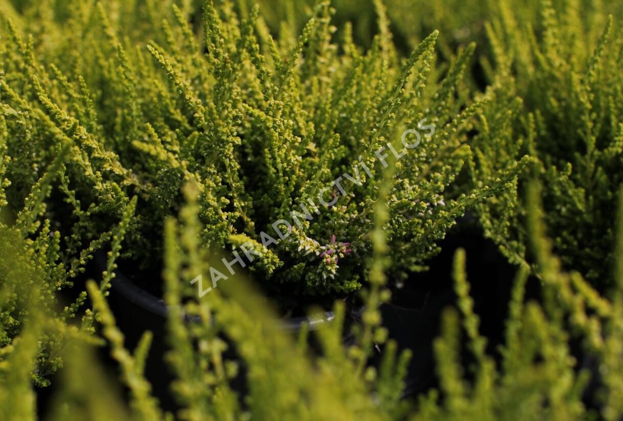 Vřes obecný 'Golden Angie' (Garden girls®) - Calluna vulgaris 'Golden Angie' (Garden girls®)